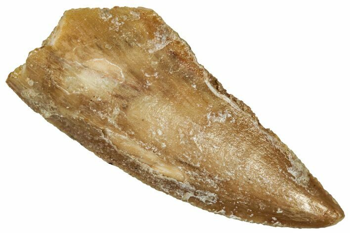 Serrated Raptor Tooth - Real Dinosaur Tooth #300960